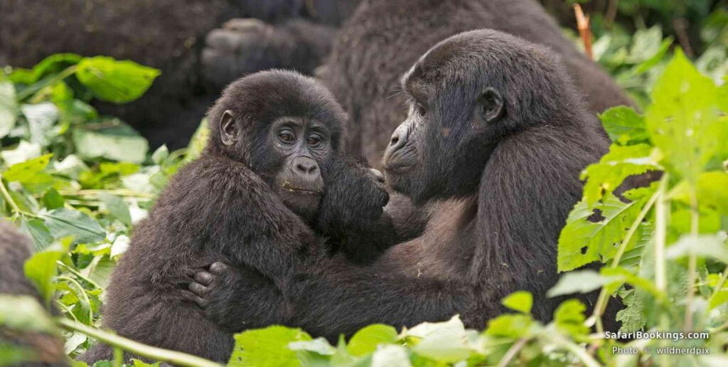 Gorilla Trekking in Rwanda