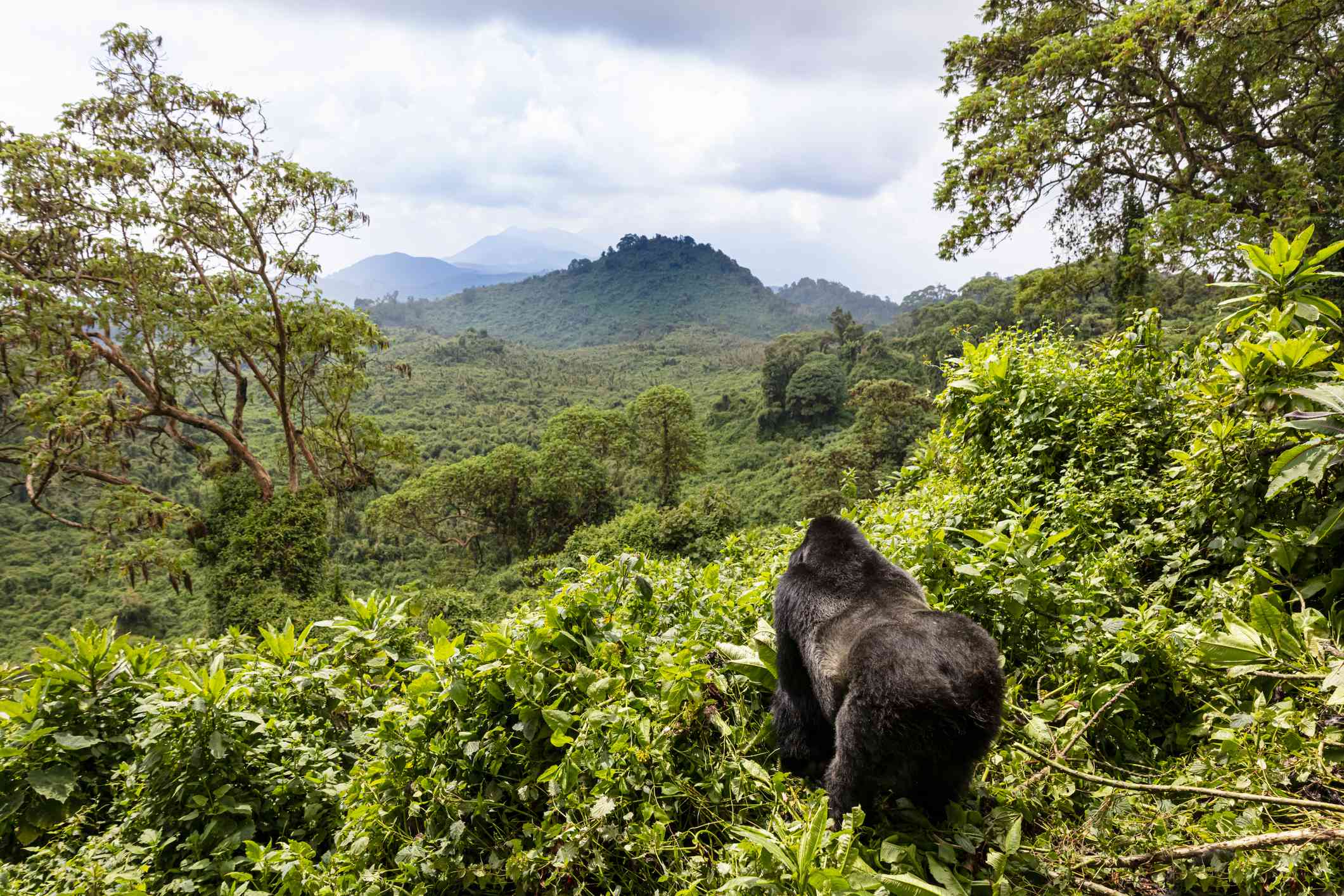 Gorilla Trekking in Volcanoes National Park