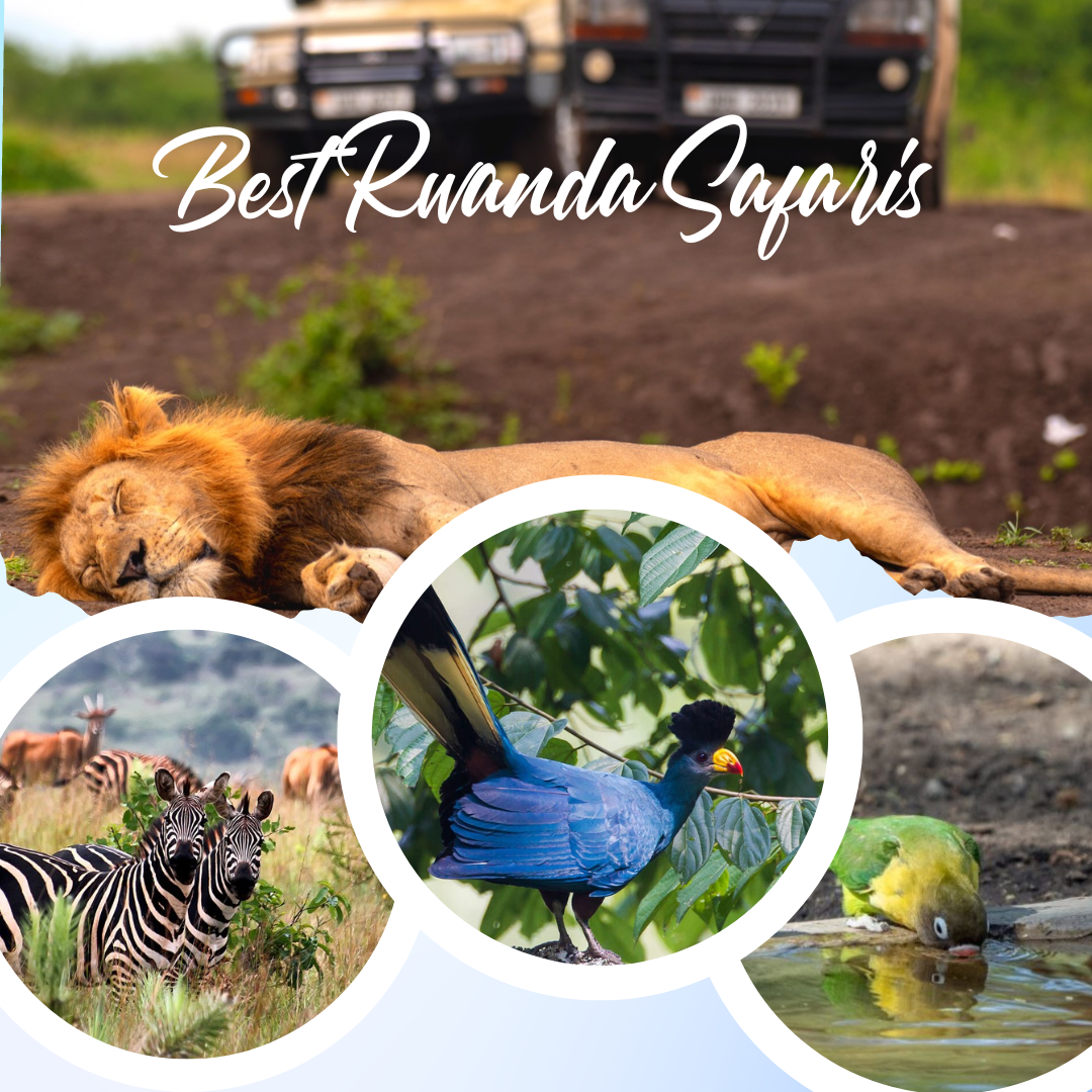 Best Rwanda Safaris