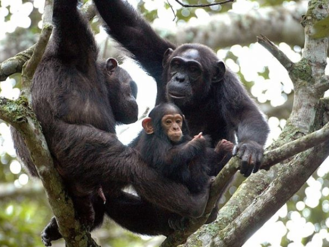 Chimpanzee Tracking in Rwanda