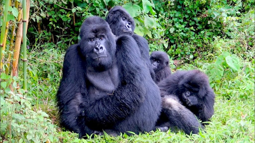 Gorilla Trekking Experience in Rwanda