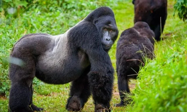 Gorilla Trekking in Rwanda