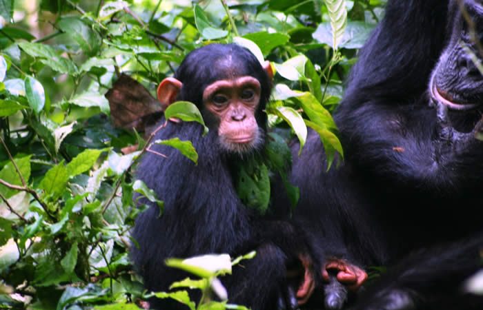 chimp-tracking-safari-rwanda