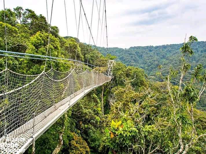 Self Drive in Nyungwe Forest National Park