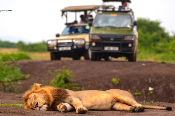 Akagera National Park